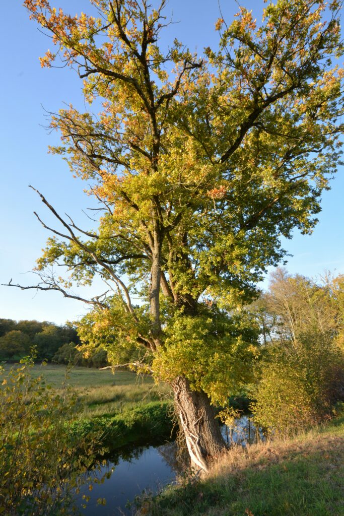 Creuse authentique